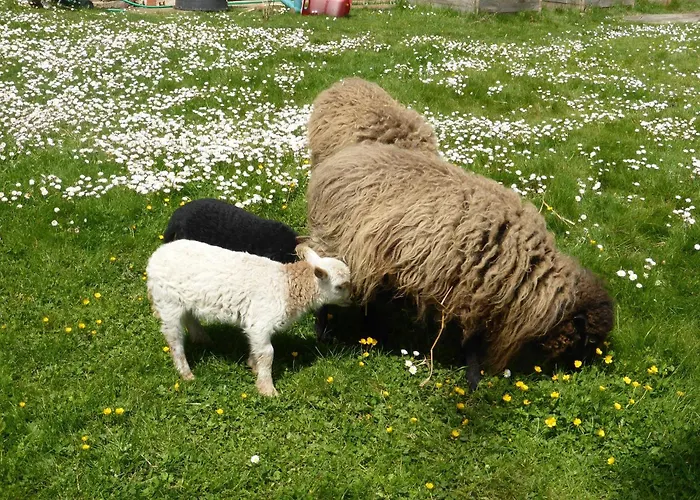 Casa de hóspedes La Haute Forge Maison d'Hôtes