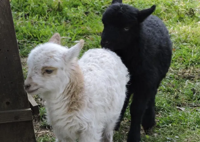 La Haute Forge Maison d'Hôtes Casa de hóspedes *