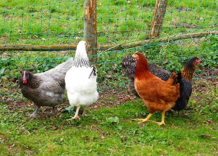 Casa de hóspedes La Haute Forge Maison d'Hôtes *